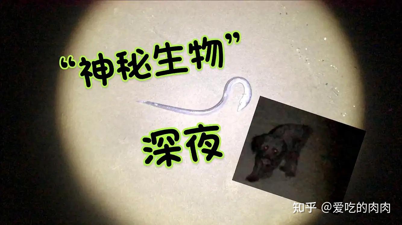 未知生物是什么意思