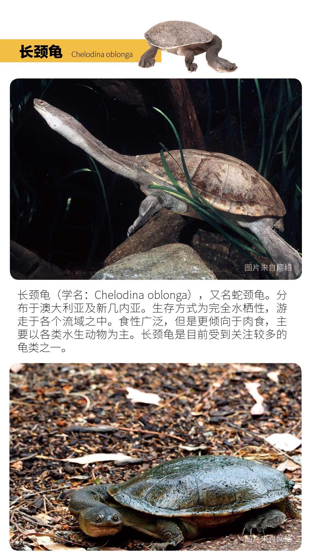 物种小谈┃长颈龟