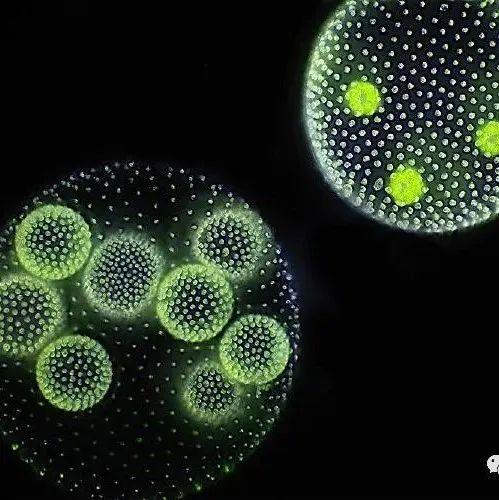 【原生生物界全系列-47】团藻目—团藻科 - 知乎