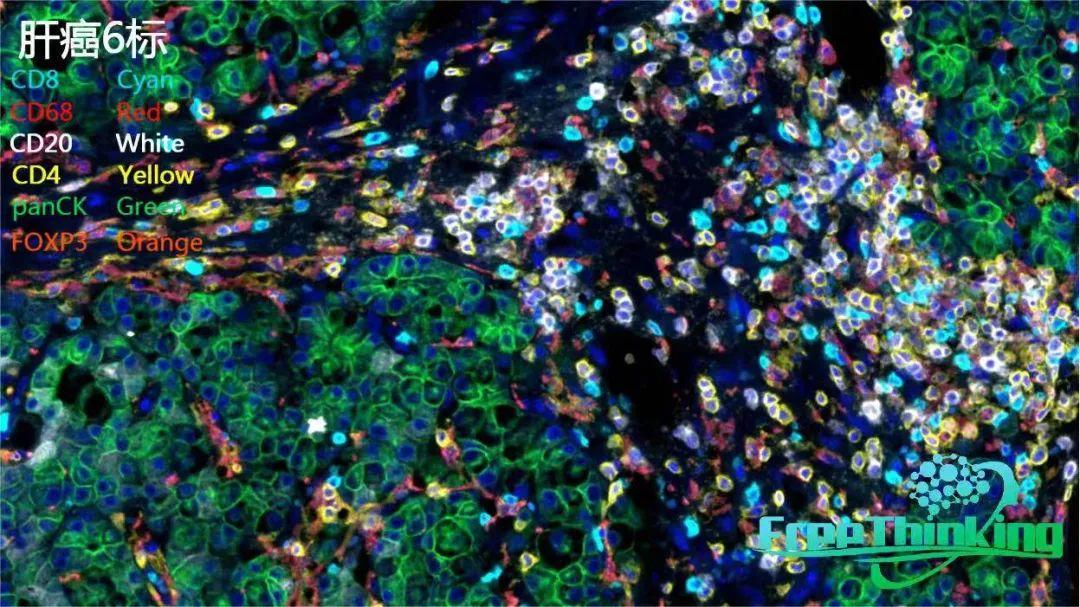 mIHC多色免疫荧光染色一抗怎么选？ - 知乎