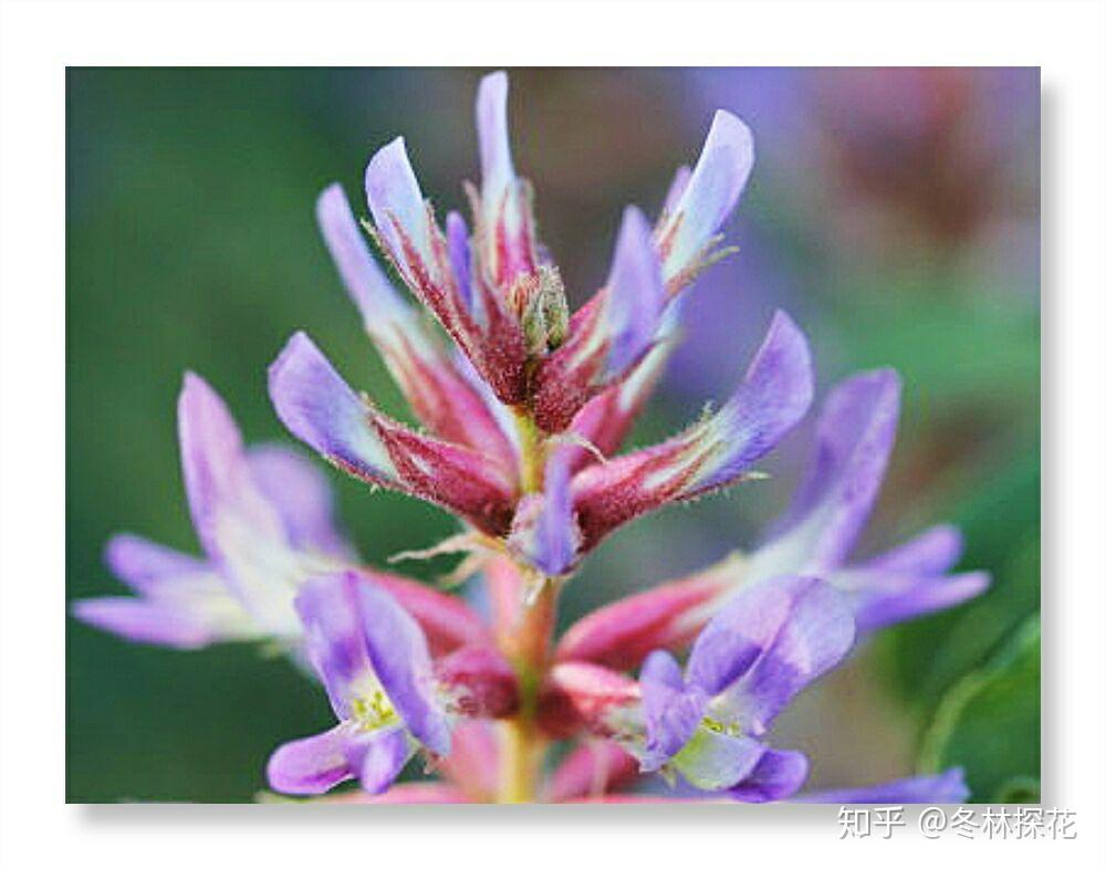 6月25日的生辰花甘草花