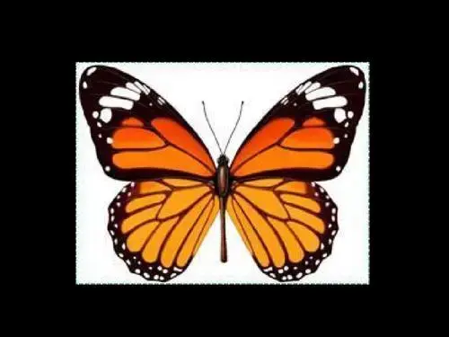 pad技能6丨procreate如何快速画出对称型图案