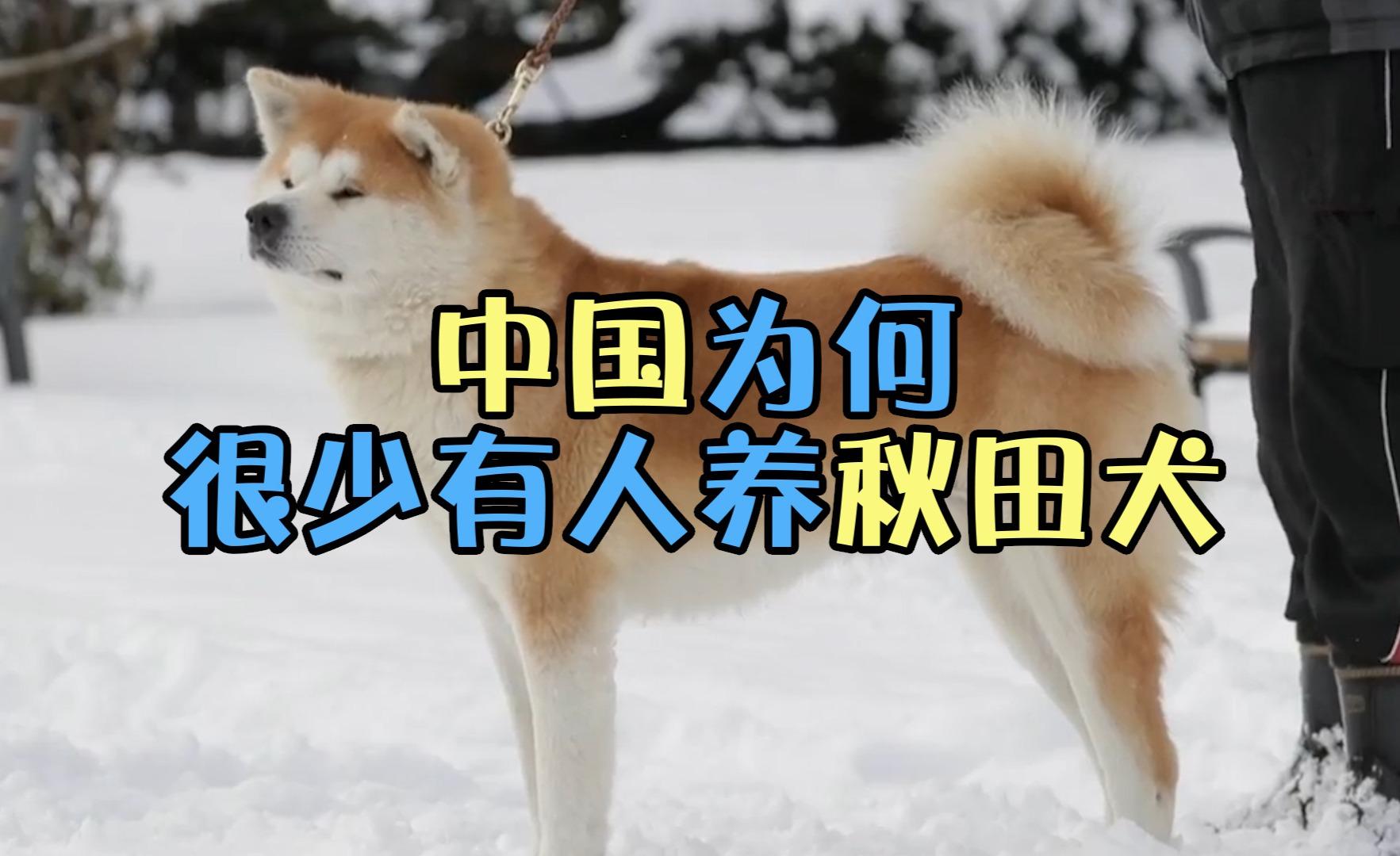 为什么中国很少有人养秋田犬 知乎