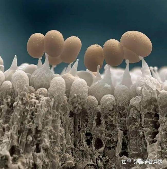 在我们看不见的地下其实还分布着密密麻麻的菌丝,它以蘑菇子实体(地上