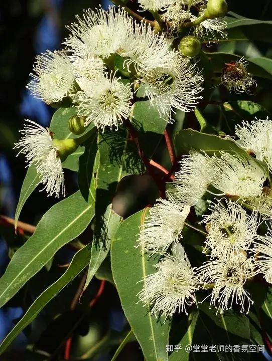 芳疗知多少你知道吗柠檬尤加利柠檬尤加利