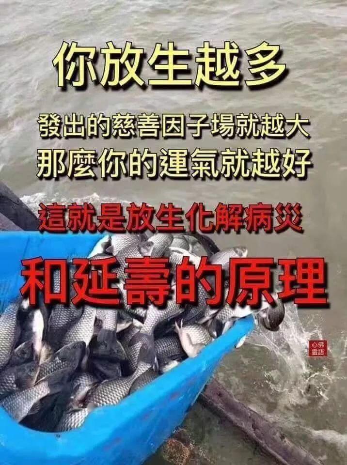 每头乌龟临死前流的泪都是仁波切放生时脑子进的水