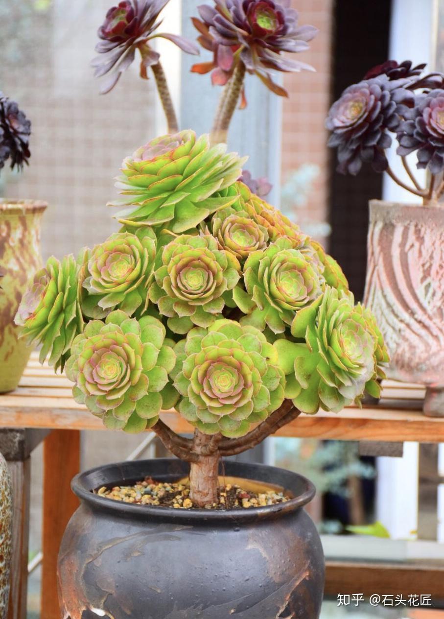 春天多肉法师怎么养记住4字口诀变成老桩棒棒糖