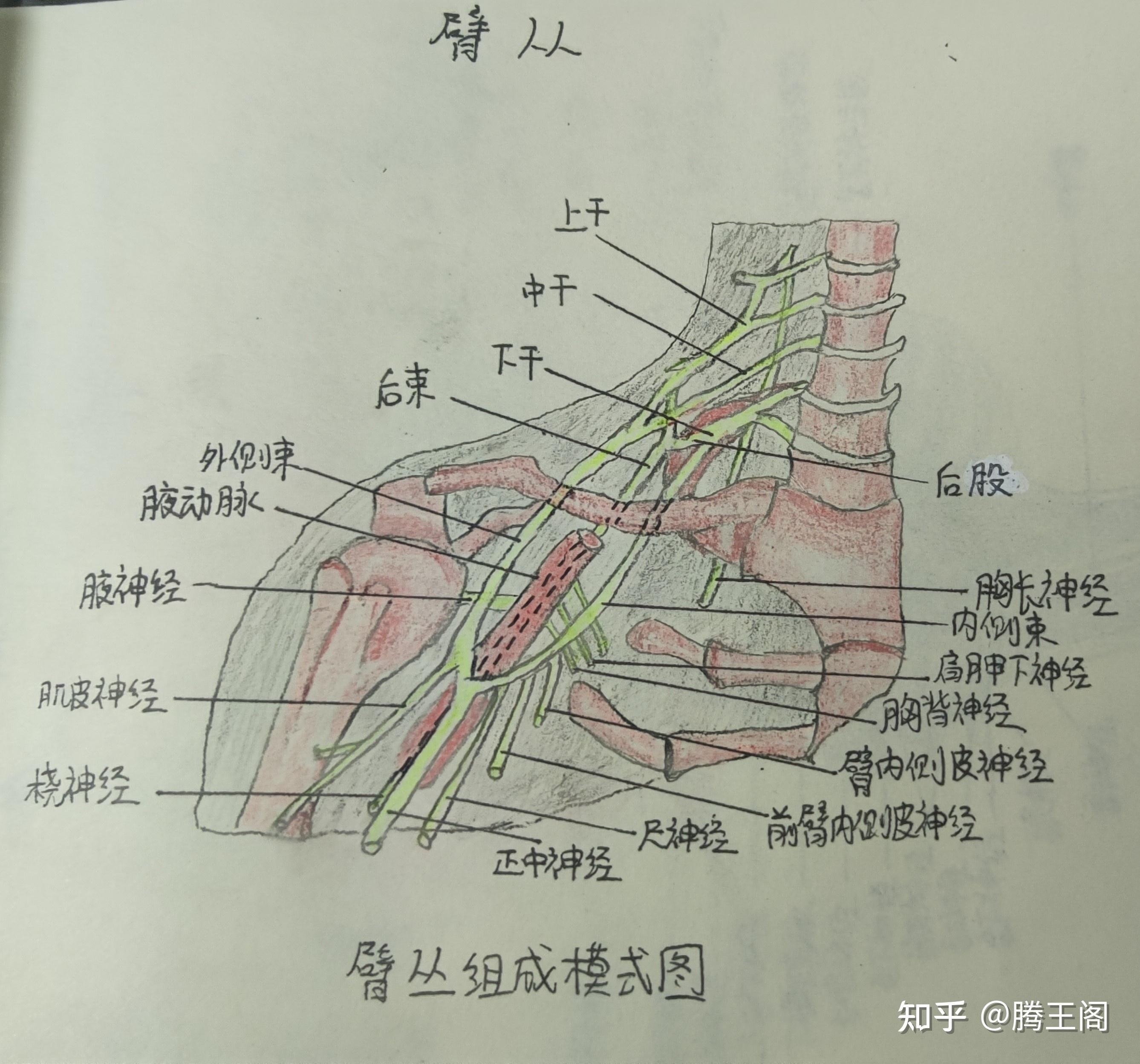 简单的解剖图手绘图片