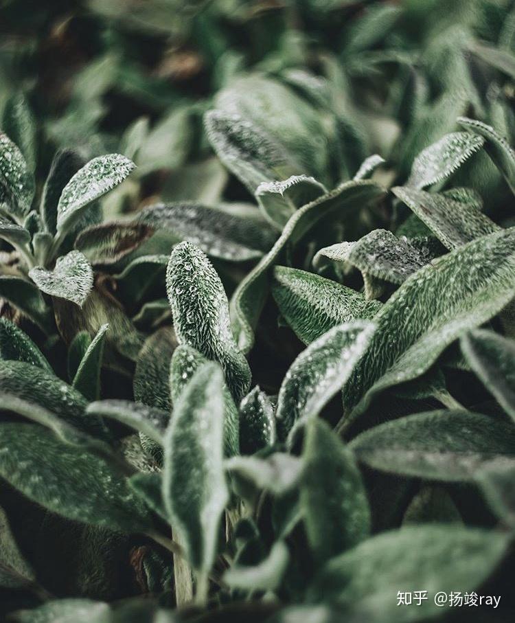 那些高级感十足的银色系植物