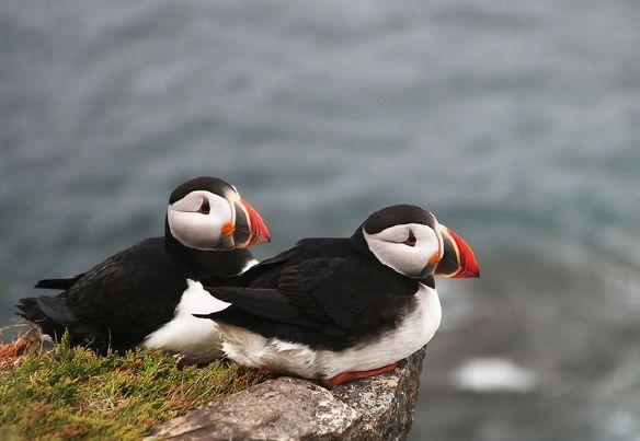 海鹦 会飞翔的企鹅 会潜水的鹦鹉 知乎