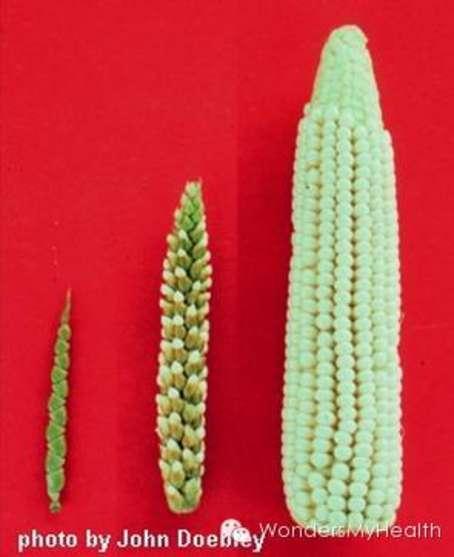 为什么有的国家推荐转基因食物,有的国家却明