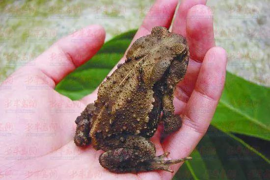 广东人到底有多可怕红烧老鼠爆炒蝎子