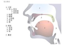 大舌头如何纠正图片