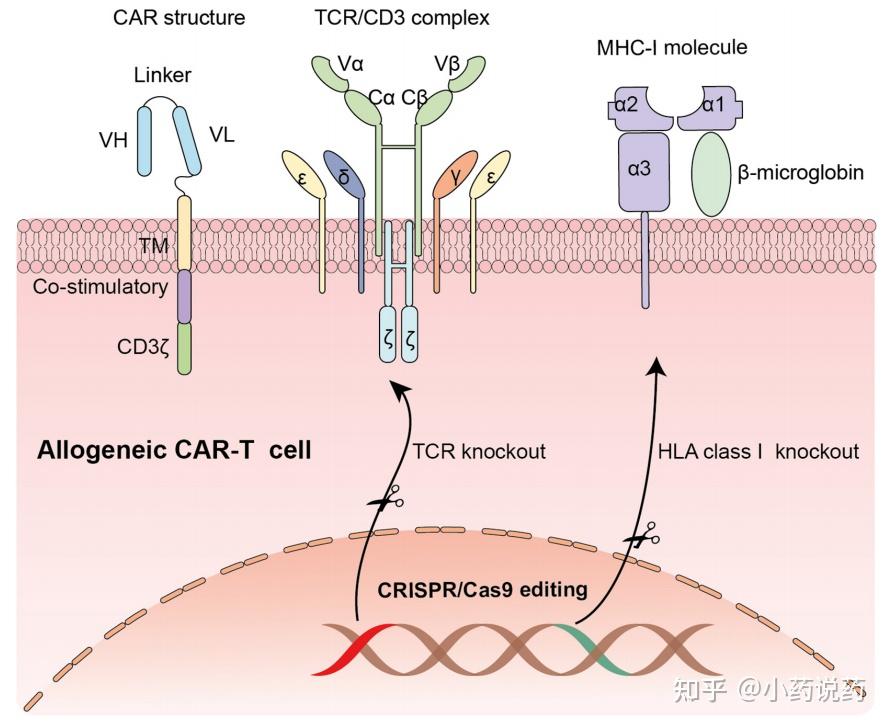 CRISPR Cas9基因编辑在肿瘤免疫治疗中的应用 知乎