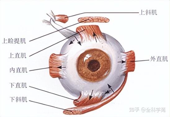 耳石症眼球震颤图图片