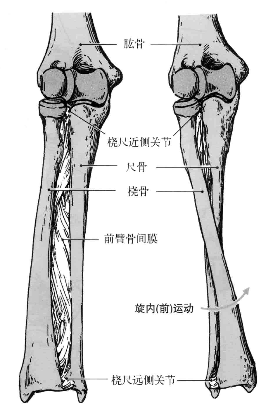 前臂骨包括尺骨和桡骨,两者之间借桡尺近侧关节,前臂骨间膜和桡尺远侧