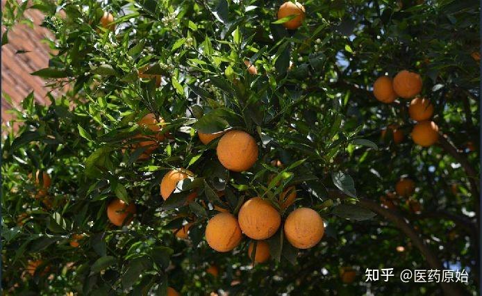 带你识别枳实 - 知乎