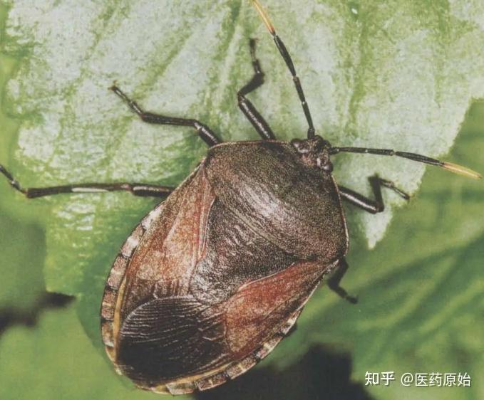 带你识别九香虫