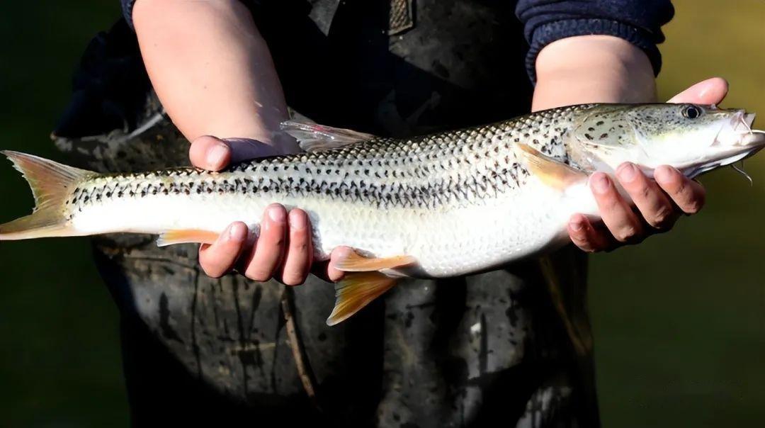 又见鱼怪四川男子钓获罕见金甲狗鱼据说已绝迹多年