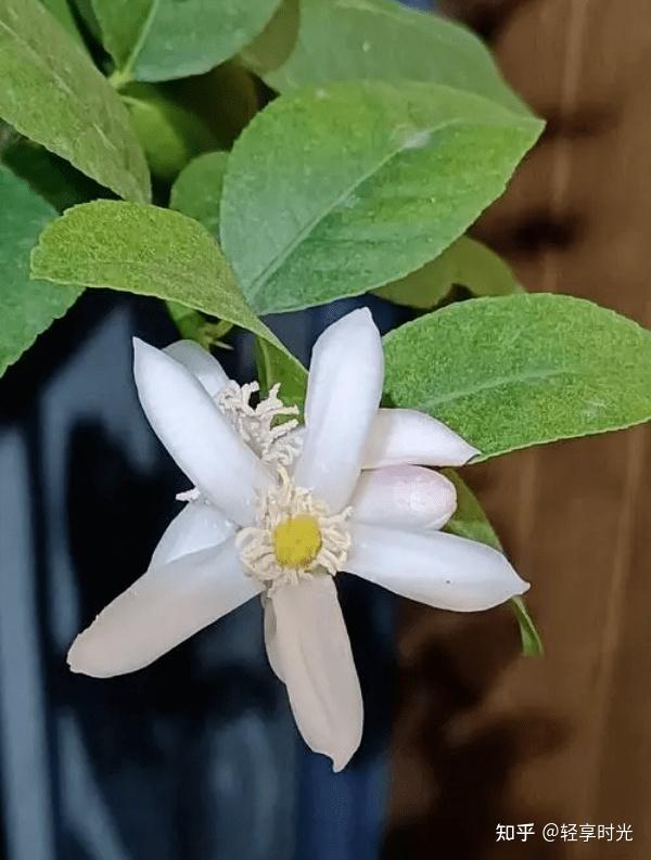 代代花的食疗功效与作用:便秘,皮肤粗的朋友速来围观