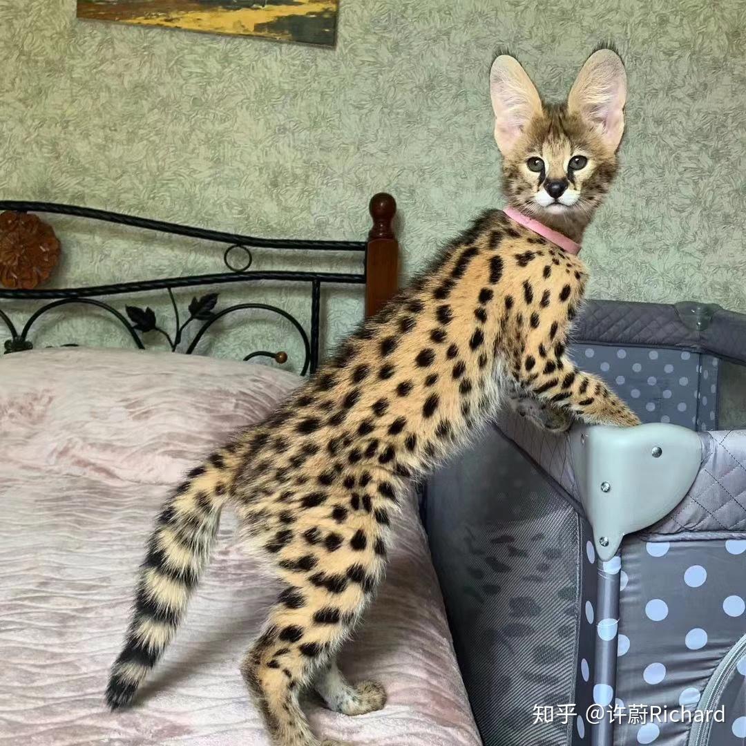 萨凡纳猫 - 知乎