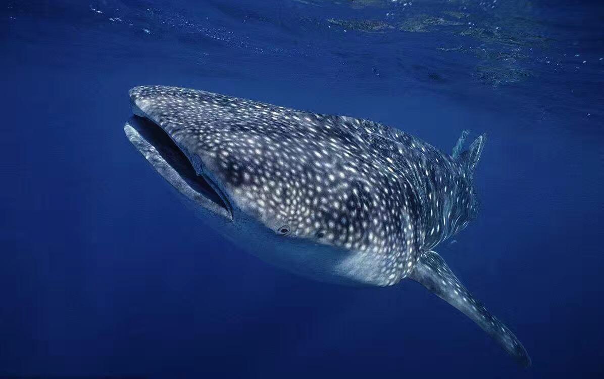 海里面的世界是怎样的?