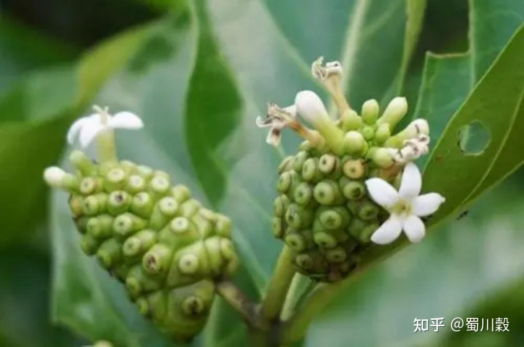 每日一药巴戟天