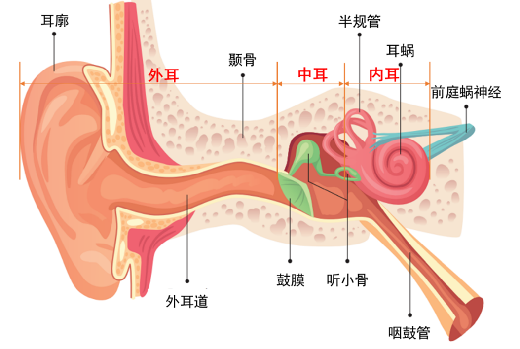 耳朵所对应的器官图图片