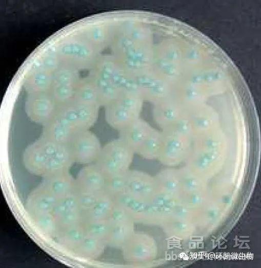 【速看】常见微生物在常见选择性培养基上的菌落特征 知乎 