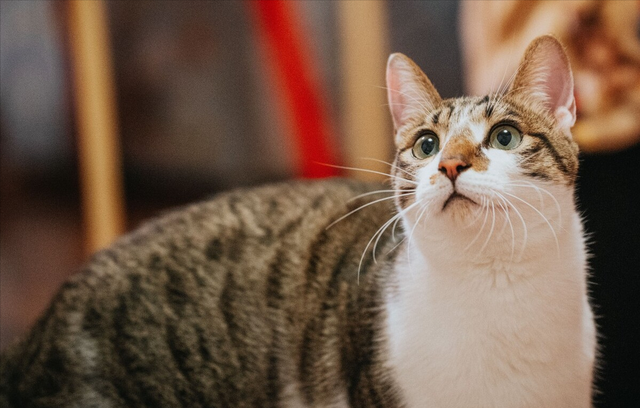 我国的本土经典名猫有哪些? - 知乎