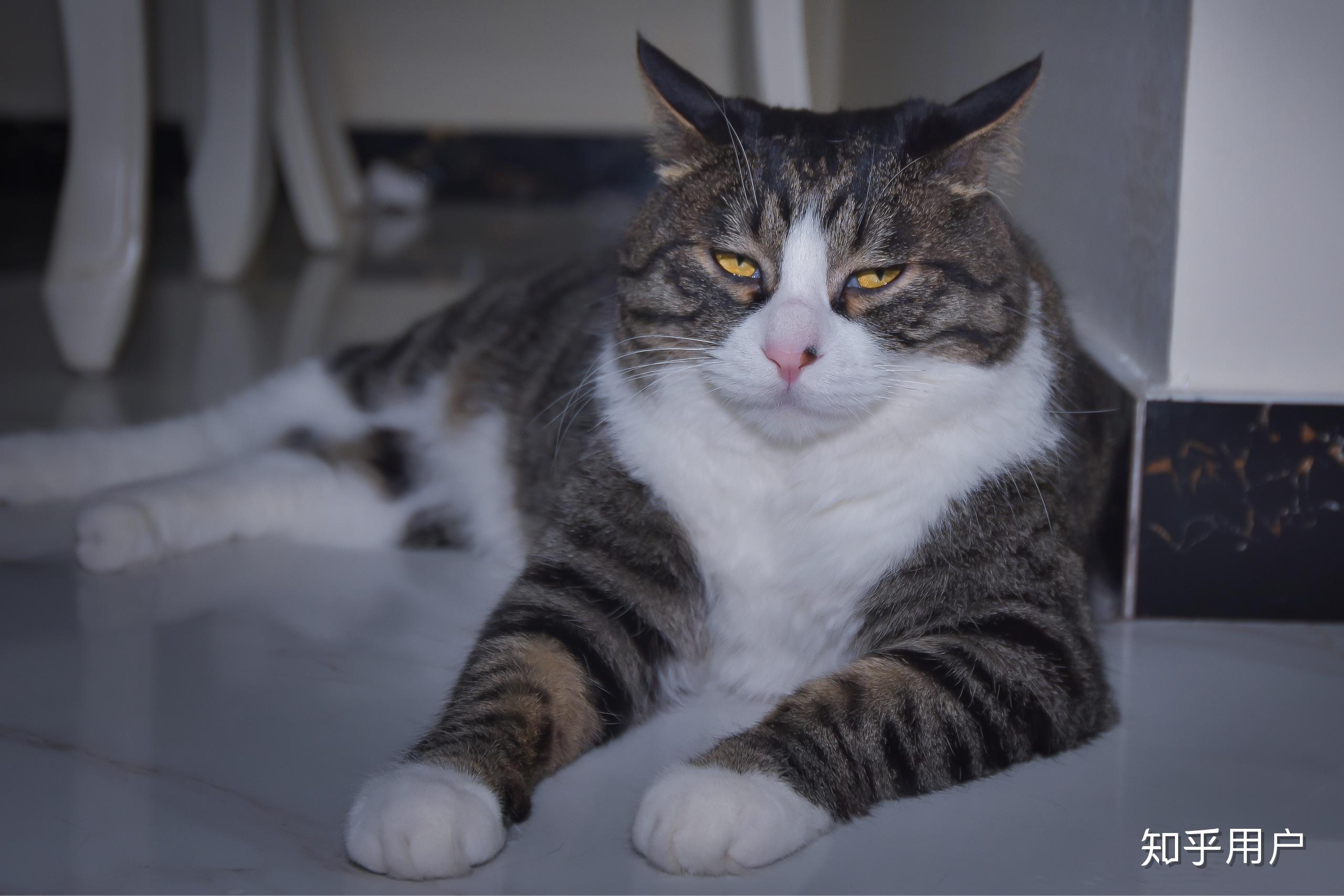 为什么狸花猫比较凶