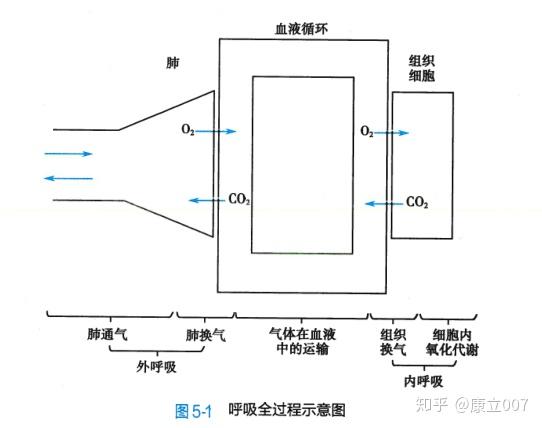 外呼吸排出的水分是来自于内呼吸还是细胞氧化呼吸 外呼吸内呼吸 崇爱网