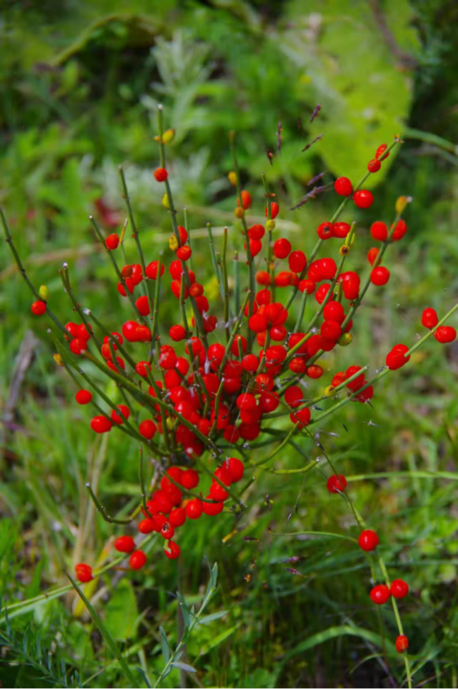 镜头下的玉龙雪山奇花异草,见证了丽江生物多样性之美 - 知乎