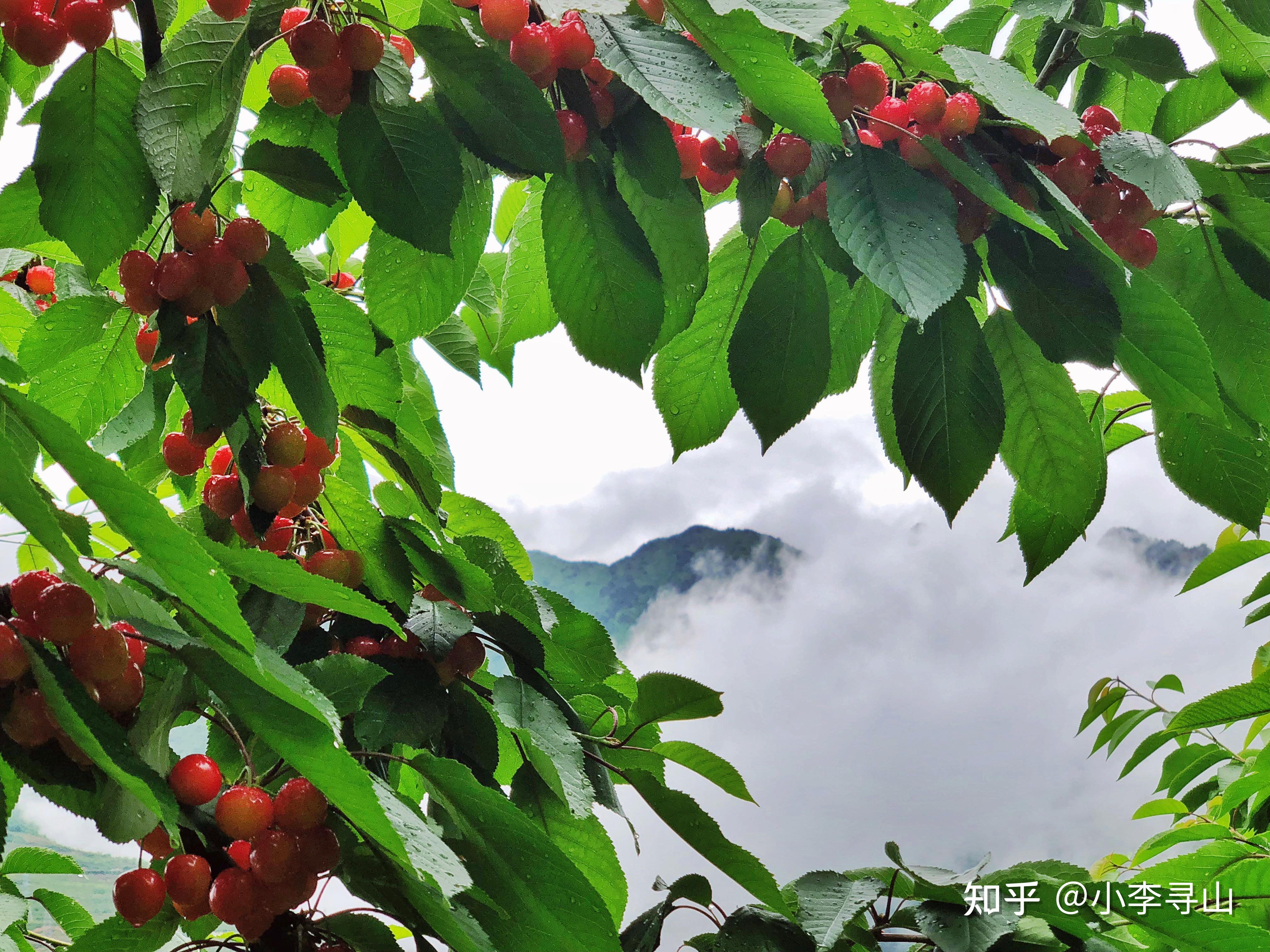 普通车厘子果树沿着崎岖的山路而上,随着海拔的逐渐升高,步伐愈加沉重