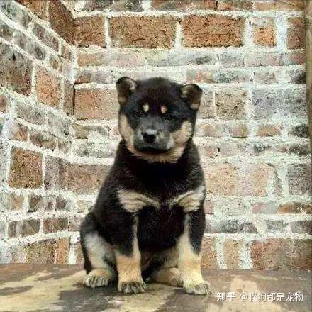 “四眼土狗”到底有什么魅力？能让每个人都对它着迷！ - 知乎