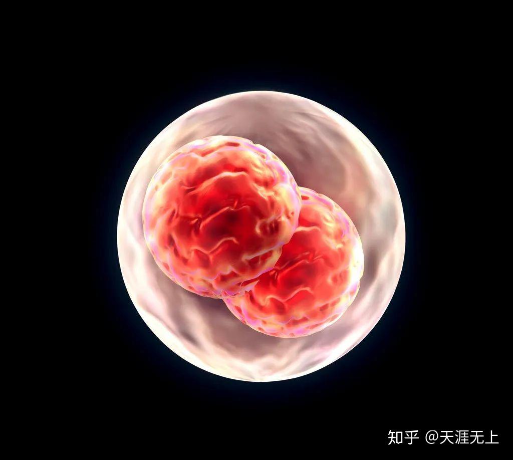 活珠子/胚胎蛋拍摄|摄影|静物|名揚mingyang - 原创作品 - 站酷 (ZCOOL)