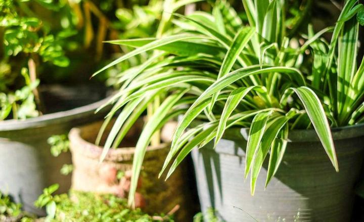 这10种植物全家人都喜欢 健康好看又好养 知乎 这10种植物全家人都喜欢 健康好看又好养 知乎