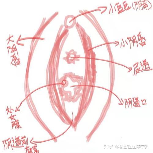 大阴唇肥大是怎么回事
