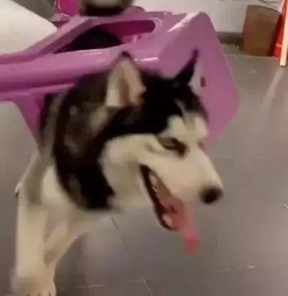 狗为啥会突然劈叉 v2-69e65b9bafdd13ef00b56d9112bbfb1f_1440w.jpg?source=172ae18b