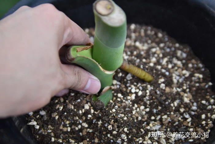 龟背竹水培烂根 v2-69e6c94ba4cfdc9854dc217b142afc79_r.jpg