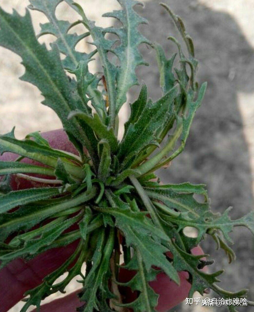 在河南这些野菜你可认识