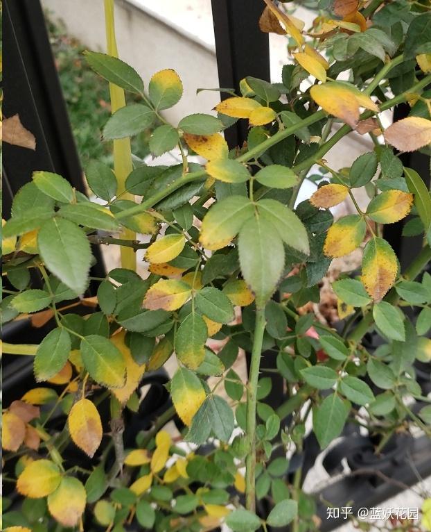 蓝妖:月季花突然出现大量黄叶,小心再不救就枯萎了! - 知乎