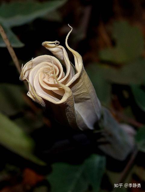曼陀罗花又名洋金花,押不芦,山茄花,胡茄花,风茄花,天茄花等,为茄科