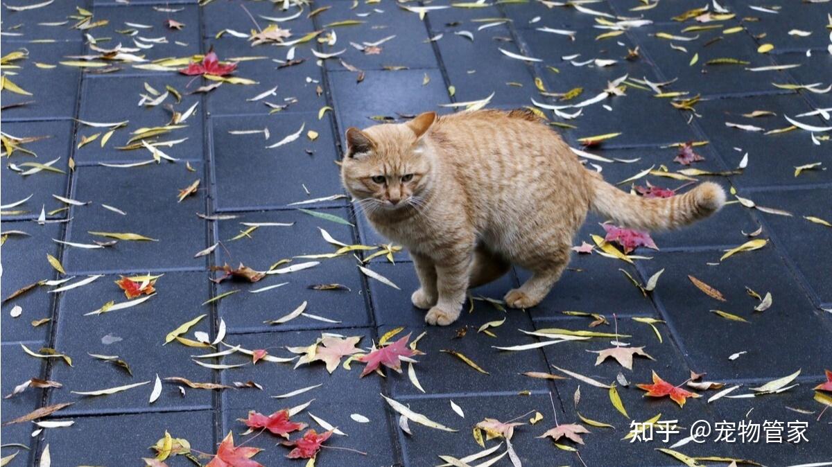 貓系動物都逃不過貓薄荷為何這麼神奇因為它的香氣迷人