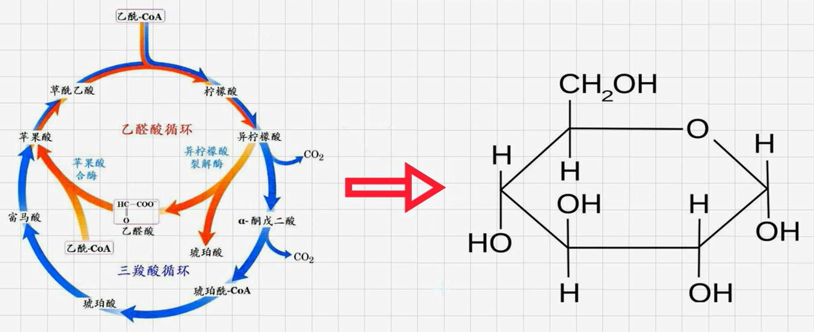 生物化学名词解释