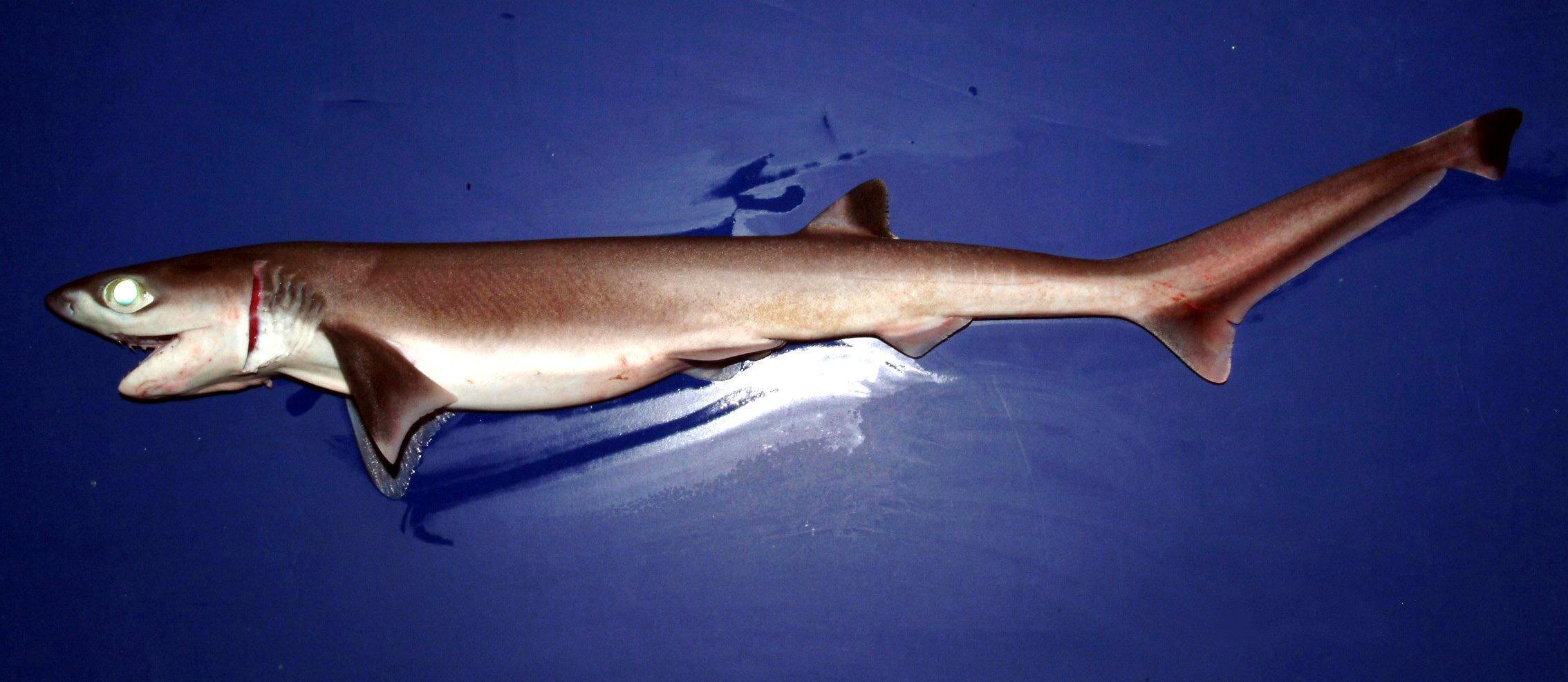 【动物分类志】软骨鱼纲 · 真鲨目 · 真鲨亚目（二） - 知乎