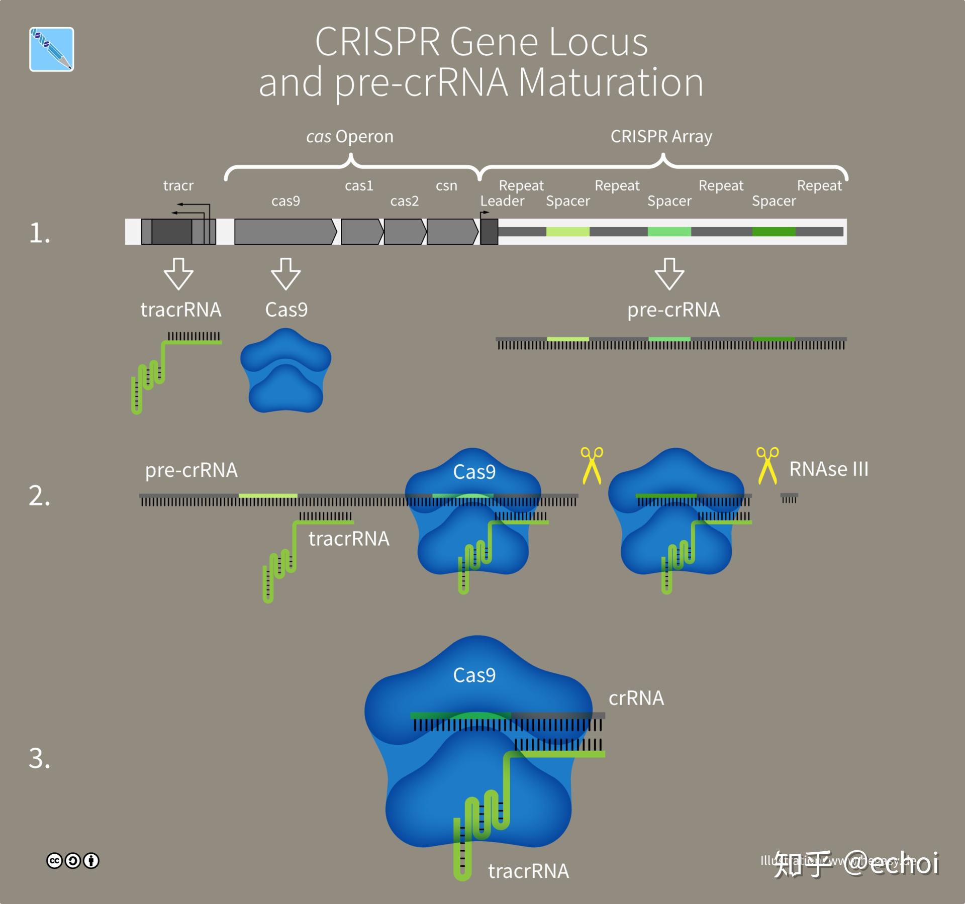 CRISPR/Cas9系统中的crRNA和tracrRNA是什么？ - 知乎