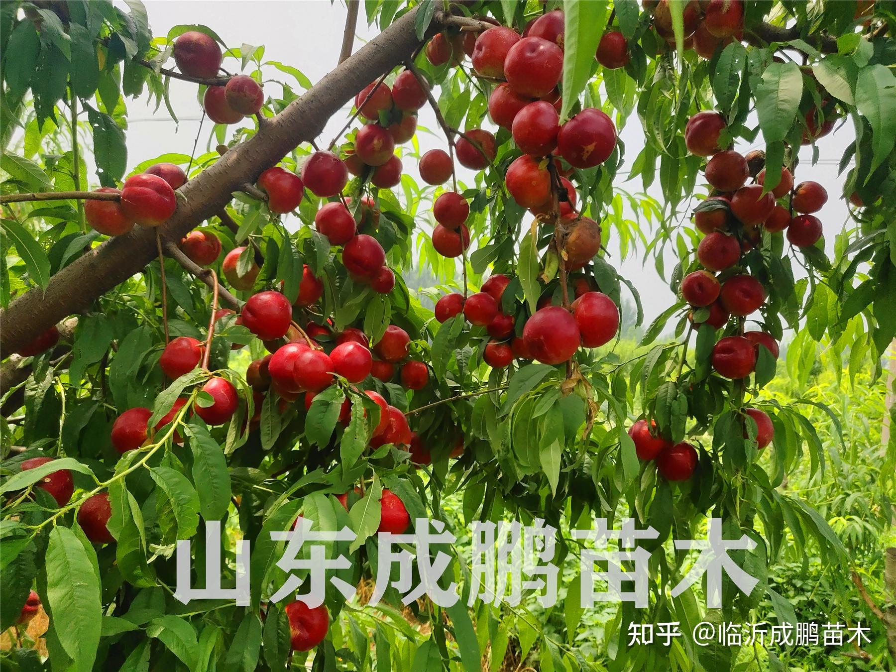 世纪之星桃树品种介绍图片