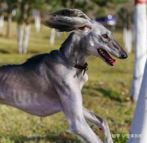 山东细犬,蒙古细犬,陕西细犬4种,有长毛短毛之分,毛发颜色种类很多