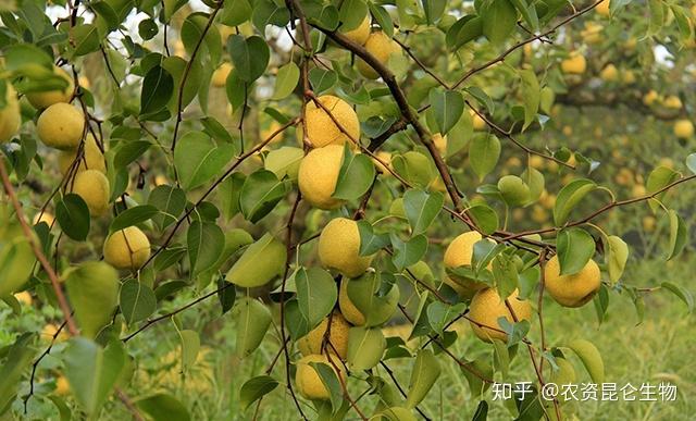 梨树膨大素有哪些?梨树膨大剂什么时候用?梨树膨大素用金泰靓